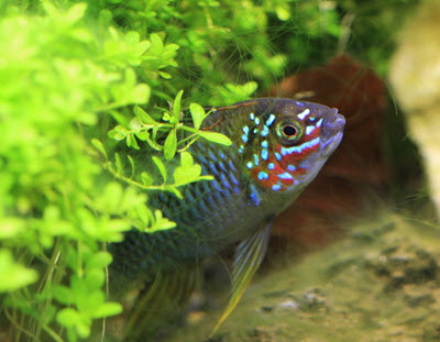 Apistogramma borellii "Opal"