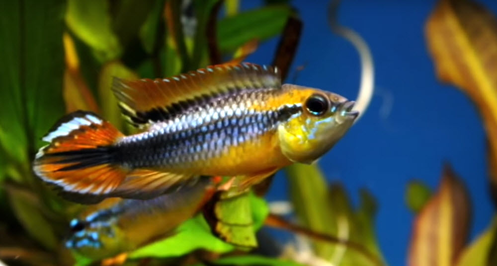 Apistogramma agassizii