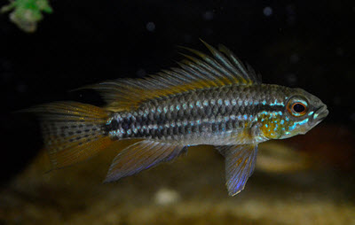 Apistogramma bitaeniata dwarf cichlids