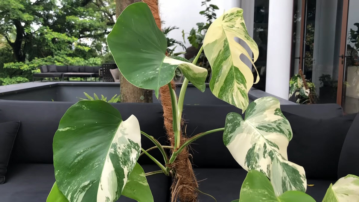 Variegated Monstera