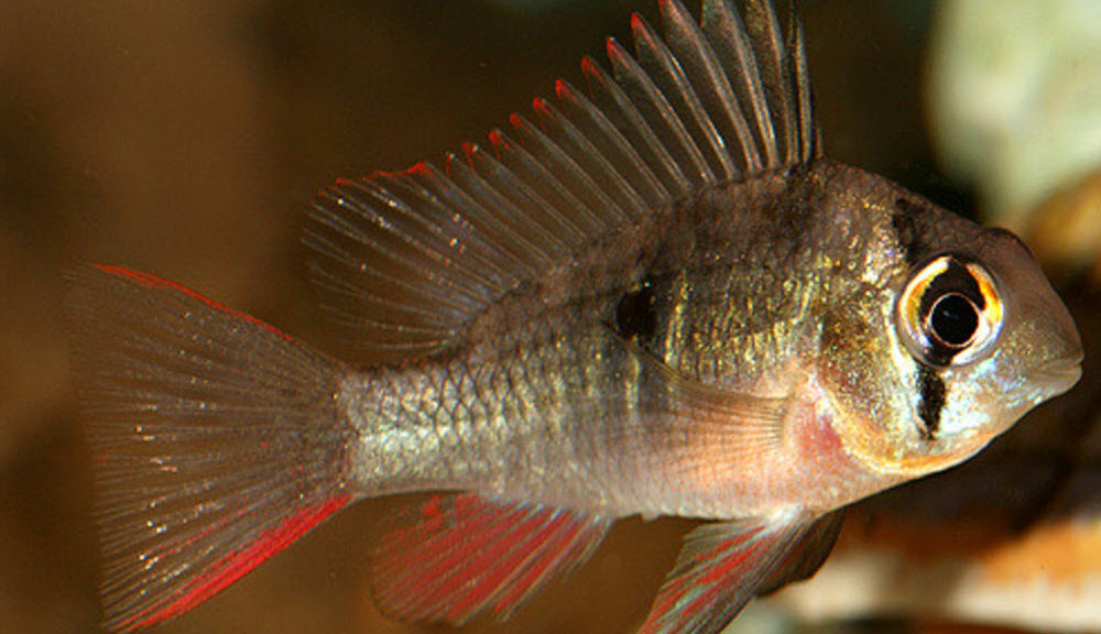 bolivian ram - Picture by Mark Tighe - https://www.flickr.com/photos/mjtmail/ CC2