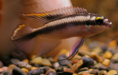 kribensis - a popular dwarf cichlids