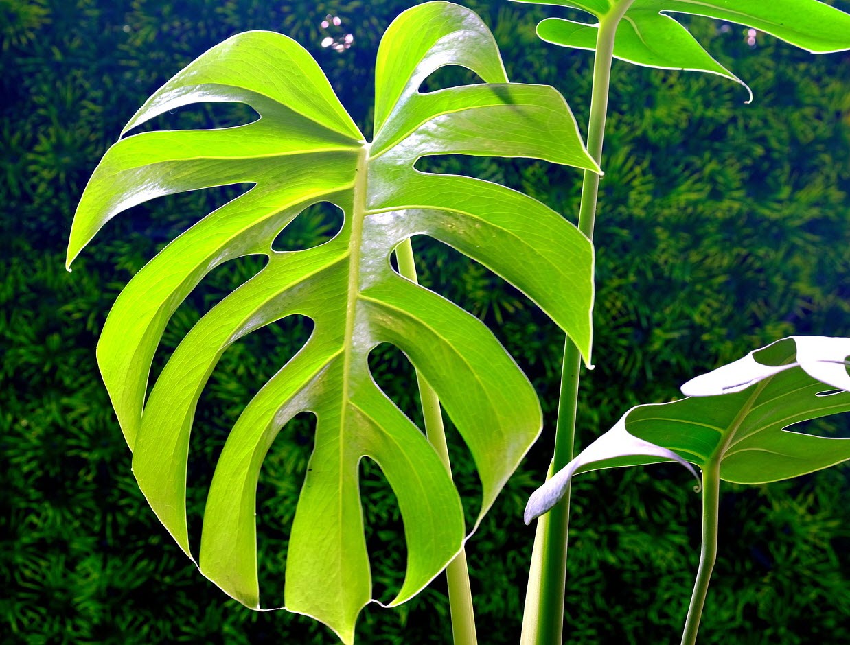 leaf of monstera plant